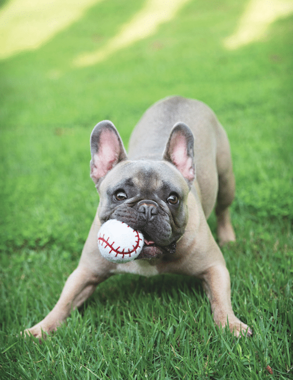Dog with ball by Shutterstock.