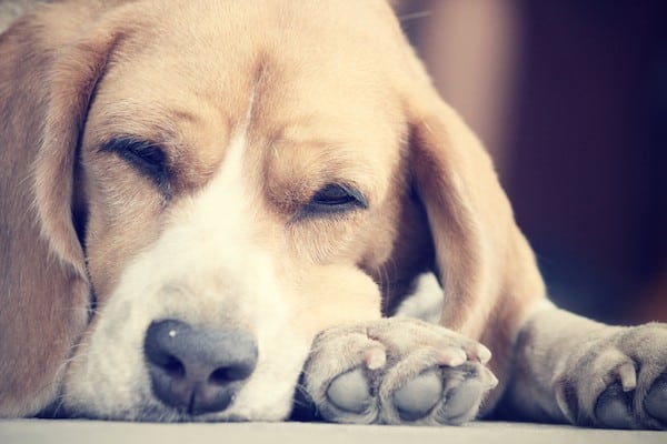 Sleeping dog by Shutterstock.