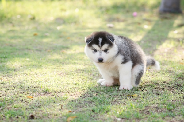 puppy pooping poop dog husky siberian month puppies dogs toilet does grass shutterstock train take playing sunset copy space under