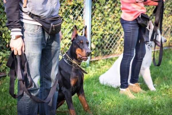 Group dog training class by Shutterstock.