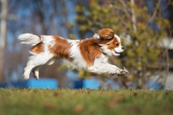 Cavalier King Charles Spaniel by Shutterstock.