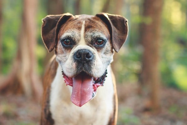 Senior dog by Shutterstock.