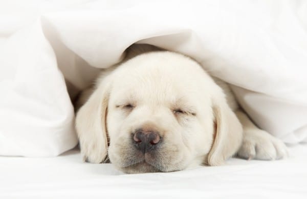 Puppy in bed by Shutterstock.