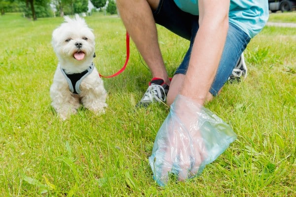 Man picking up dog poop.