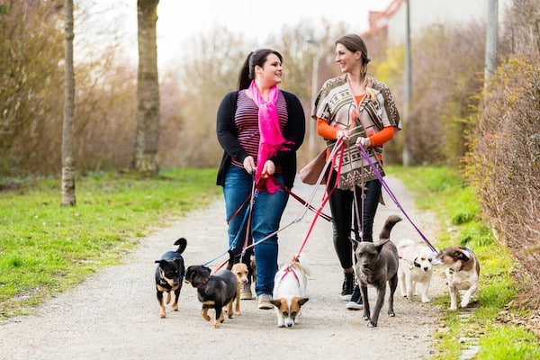Dog walkers by Shutterstock.