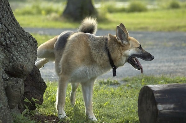 Dog peeing on a tree by Shutterstock.