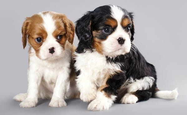 Cavalier King Charles Spaniel puppies by Shutterstock.