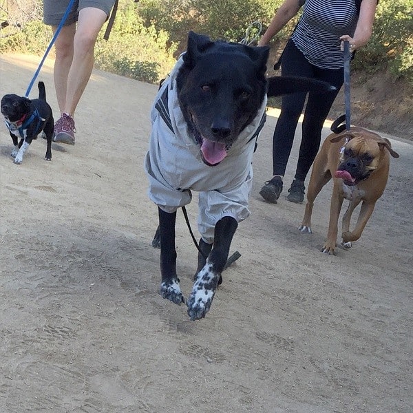 Riggins struts down the trail like it's a runway. (Photo by Wendy Newell)