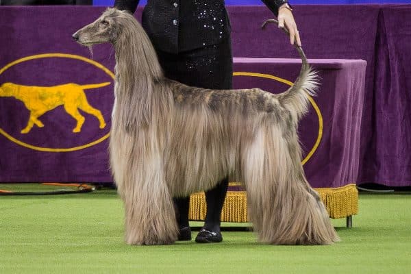 Afghan Hound.