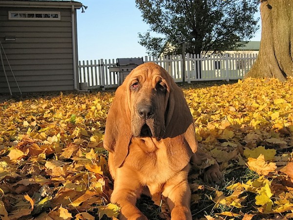 Bloodhound courtesy Deborah Thompson 