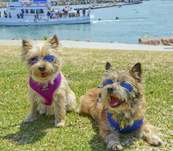 Cairn Terrier courtesy Ernie Slone