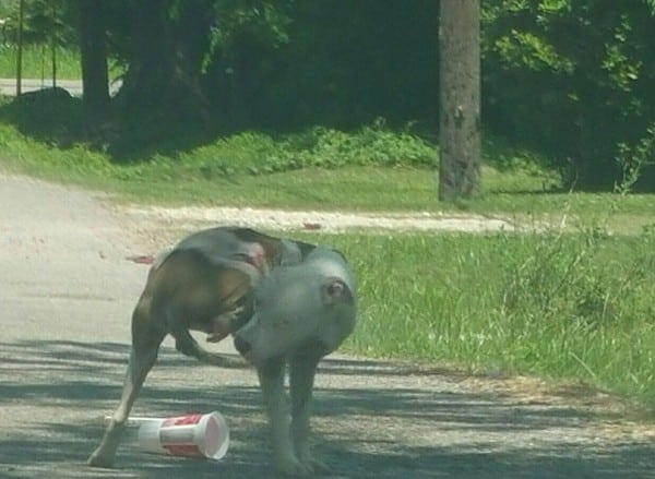 The initial photograph Corridor received shows how badly Champion's leg was severed. (All photos courtesy Corridor Rescue)