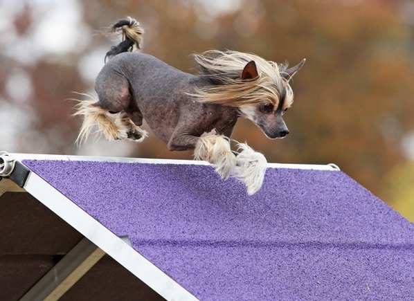Chinese Crested Dog courtesy Lisa Christman, photography M. Nicole Fischer