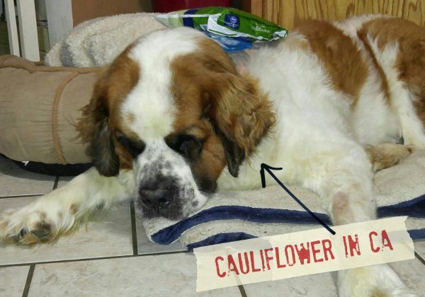 FF_Dogster_AskFrankQuestionPhotos_Cauliflower