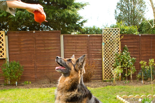 German Shepherd Dog playing - What Are the Best Farm Dogs?