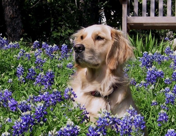 Golden Retriever courtesy Maggie Gallant, Erik Niells