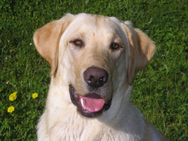 labrador