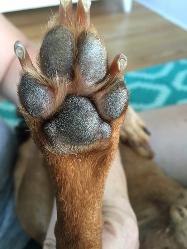 The paw, which looks perfectly fine to me. (Photo by Melissa Kauffman)