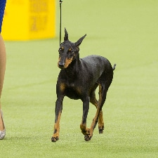 Manchester Terrier - Standard.