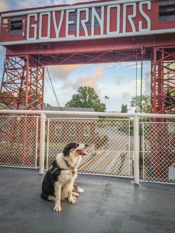 Max can't wait to greet his visitors. (Photo courtesy The Trust for Governors Island)