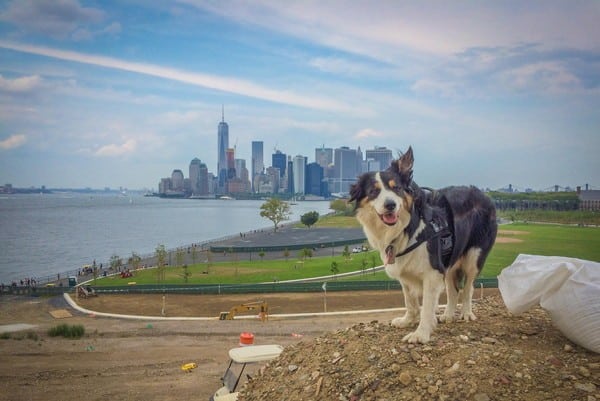 Max loves the view at work on Governors Island. (Photo courtesy The Trust for Governors Island)