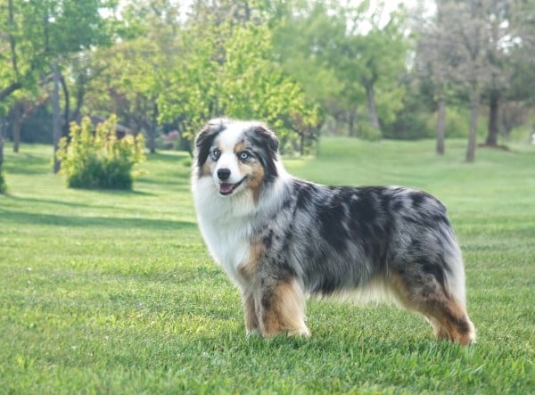 Miniature American Shepherd courtesy Crystal Allison