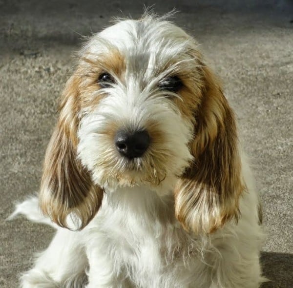 Petit Basset Griffon Vendéen (PBGV) courtesy Susannah Cooper in text