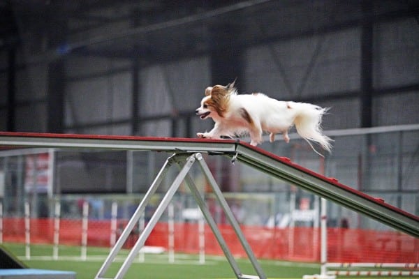 Papillon courtesy Laura Simonelli, M. Nicole Fischer photography