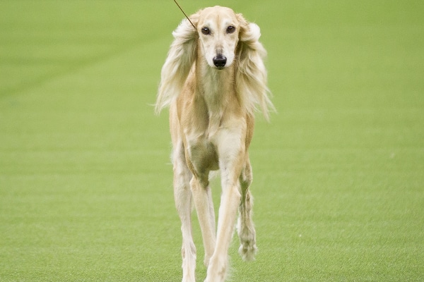 all about saluki dog breed all about saluki dog breed