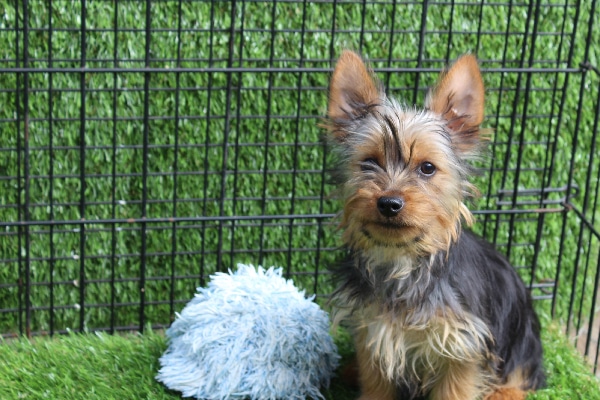Silky Terrier