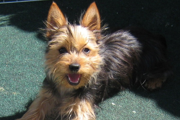 Silky Terrier