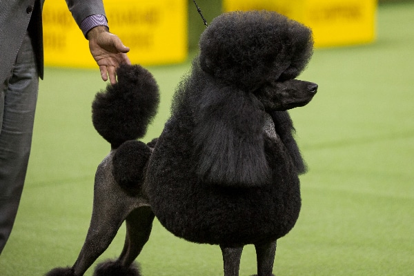 big poodle dog