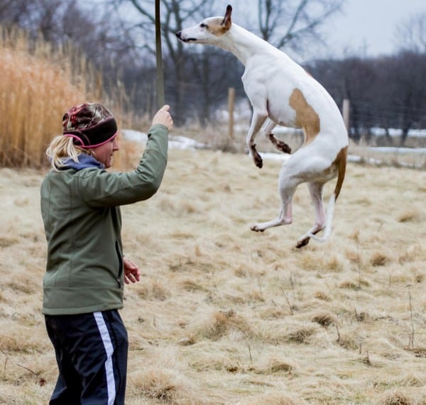 Whippet courtesy photographer, Mary Huff