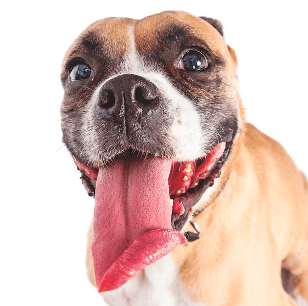 Dog panting by Shutterstock.