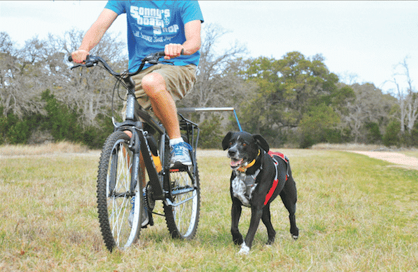 Bike tow leashes attach to the bike and your fully grown dog’s harness. (Photo courtesy The Dog Outdoors)