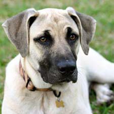 black tongue cur dog