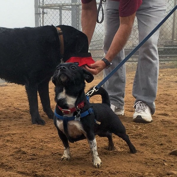 do dogs get jealous