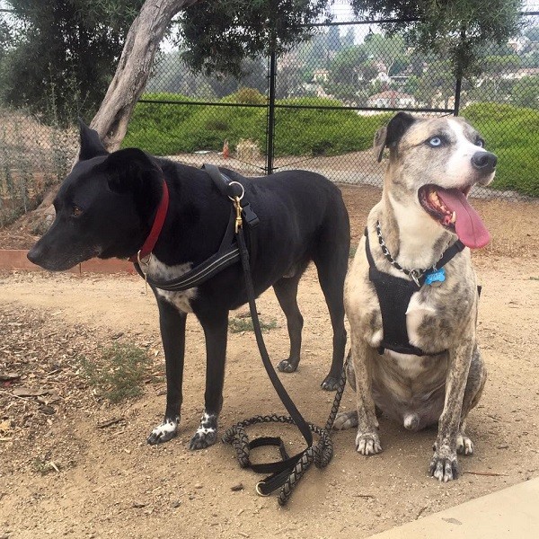 Riggins and his friend Frankie on a walk. "Don't listen to her Frankie. We aren't close to being done." (Photo by Wendy Newell)