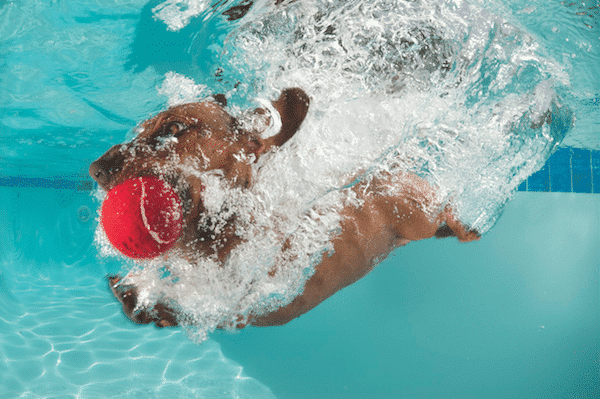 Dog fetching underwater by Rainer Von Brandis/iStock. 