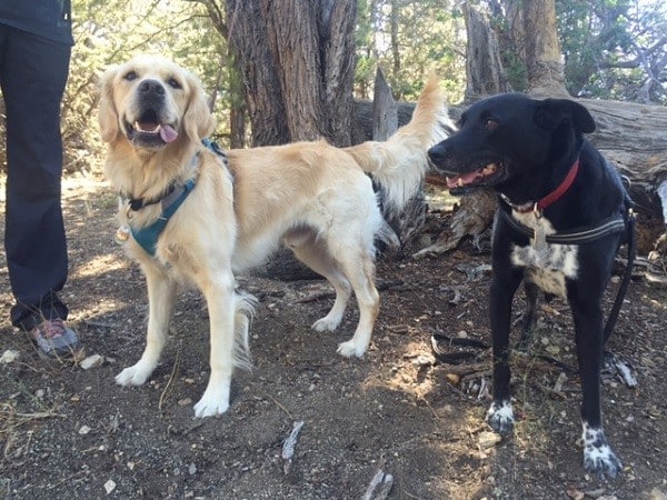 Riggins and Cooper the Golden puppy. (Photo by Wendy Newell)