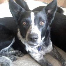 mcnab kelpie mix