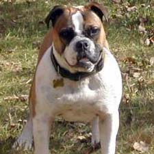 olde english bulldogge colors red brindle