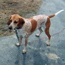 red and white coonhound