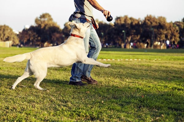 Man and dog playing fetch by Shutterstock.