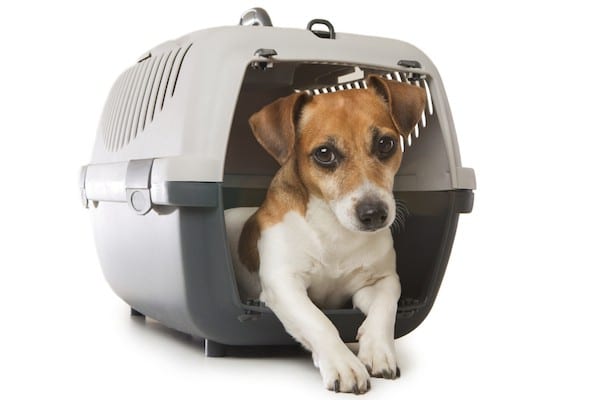 Jack Russell Terrier in crate by Shutterstock.
