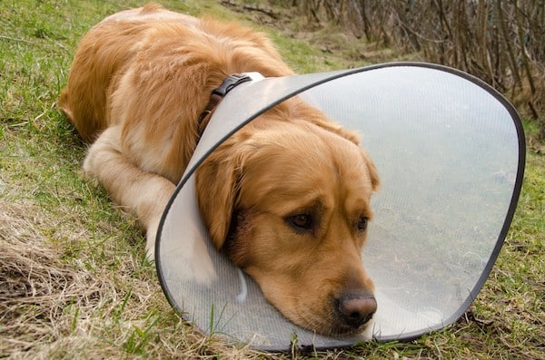 Dog with hot spots wearing cone by Shutterstock.
