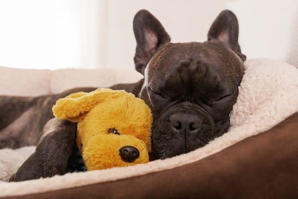 Napping Frenchie by Shutterstock.