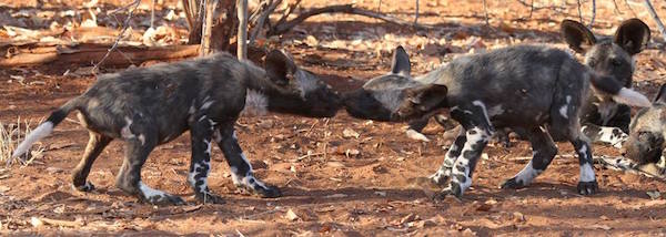 AfricanWildDogs