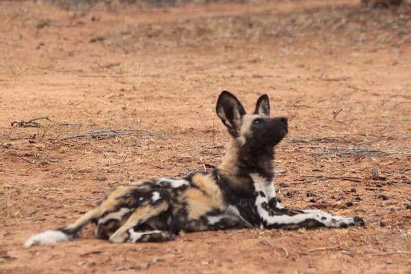 AfricanWildDogs2