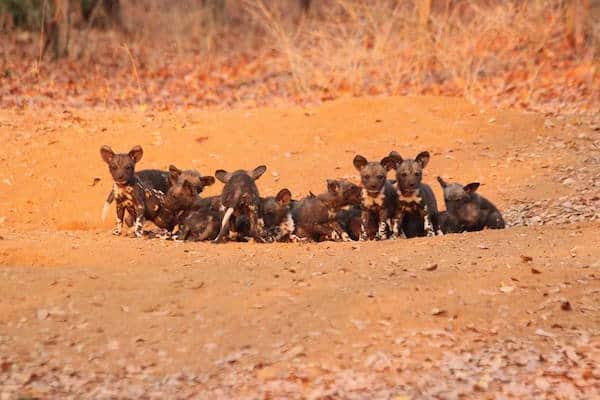 AfricanWildDogsHugeGroup